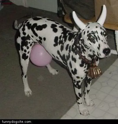 Cow Dog
