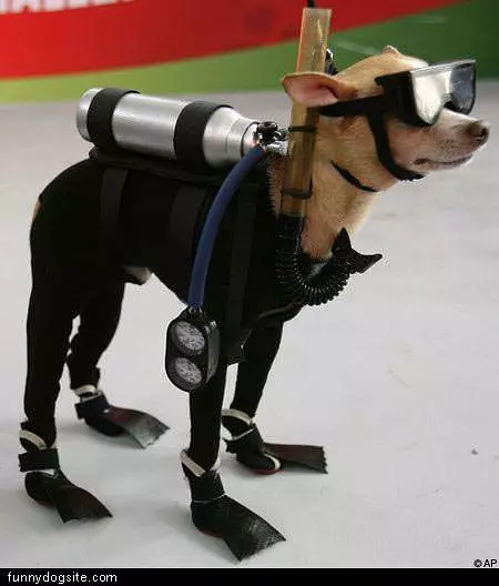 Scuba Dog