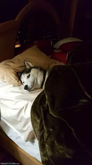 Chilling On The Bed