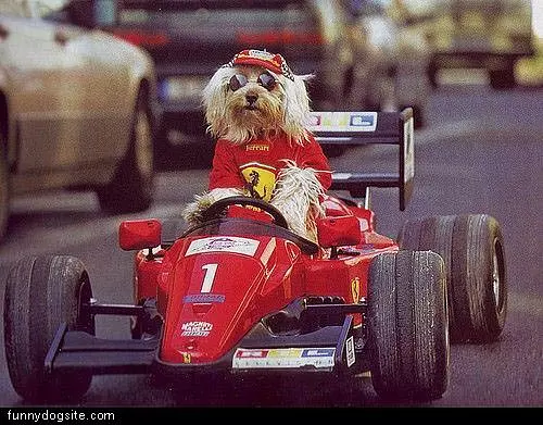 Race Car Driver