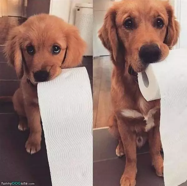 Got A Roll For You