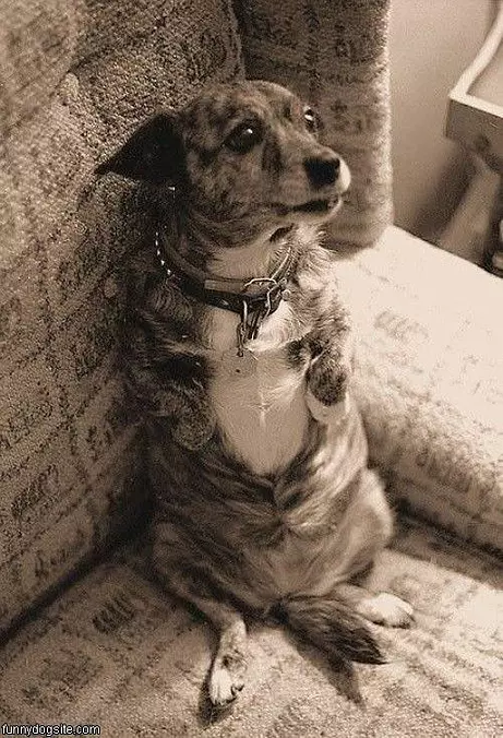 Rawrr