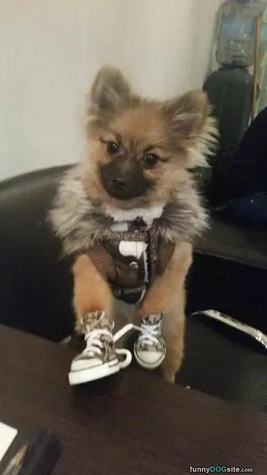 Got My Shoes On