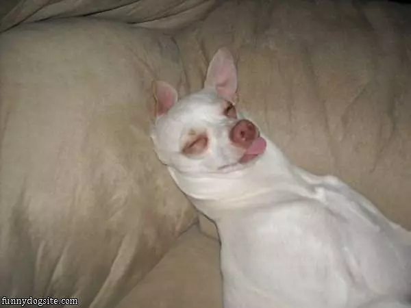 I Am Soooo Sleepy