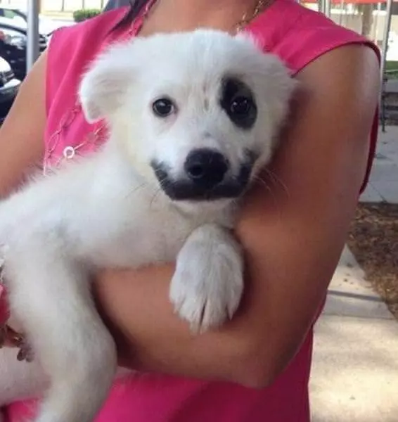 The Joker Dog
