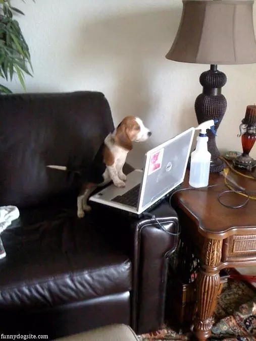 Looking At Funnydogsite