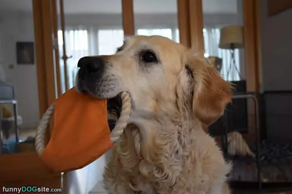 Can We Play Fetch