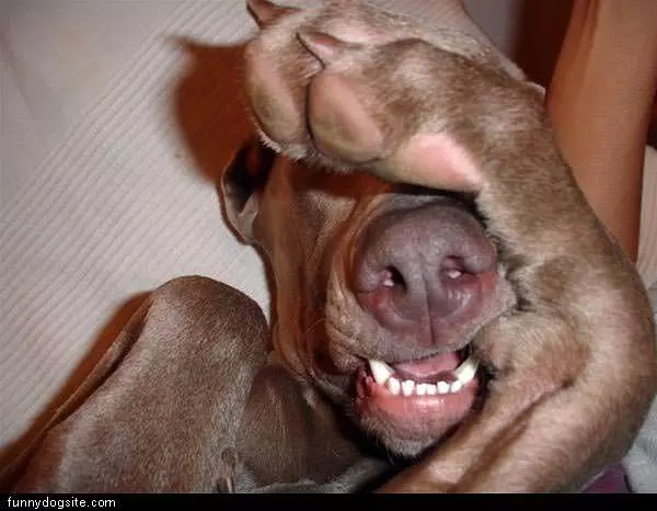 Dog Covering Eyes