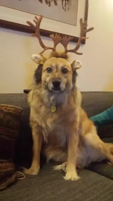 Nice Antlers