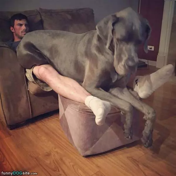 Just A Little Lap Dog