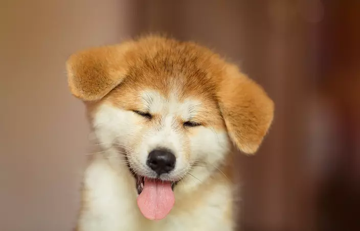 Akita smiling