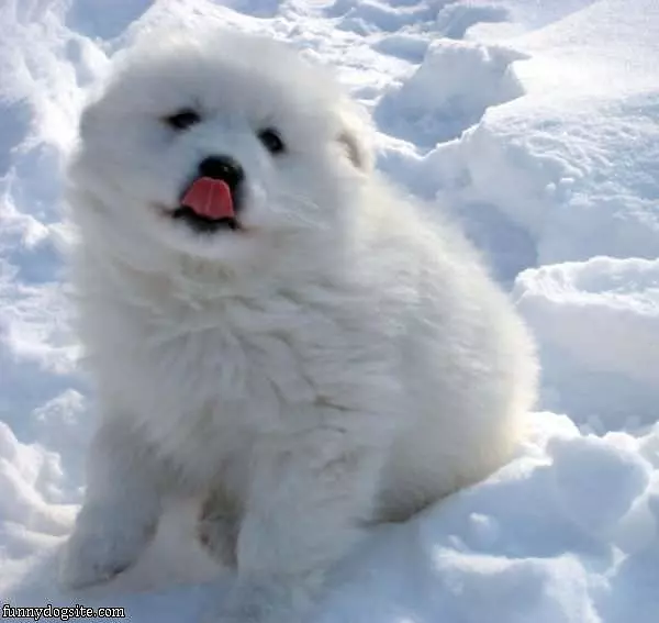 Snowball