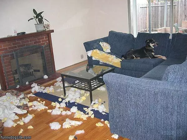 Good Doggie