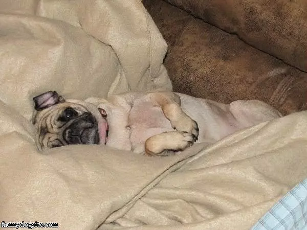 Cozy Pug