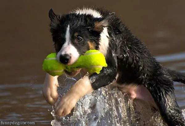 Tennis Bone