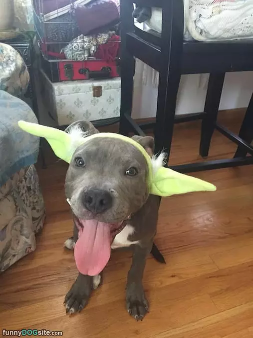 Yoda
