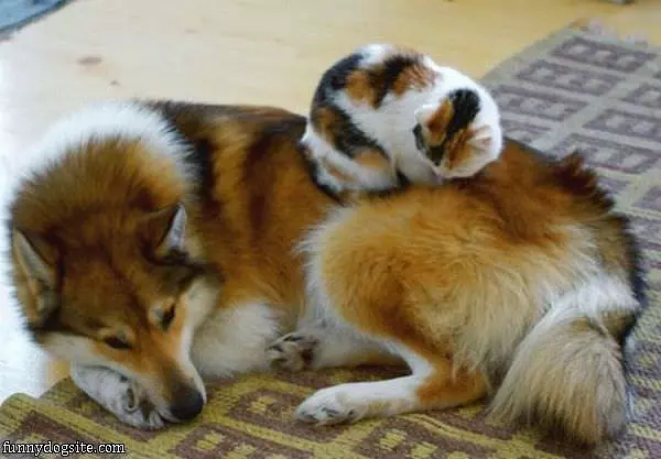 Doggy Bed