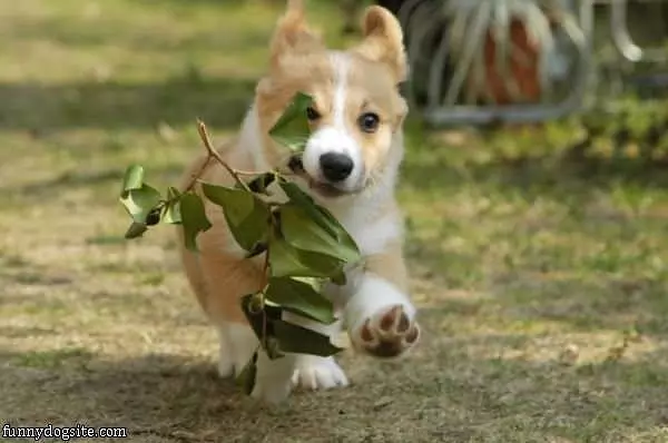 I Fetched It