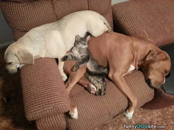 Sleeping On The Couch