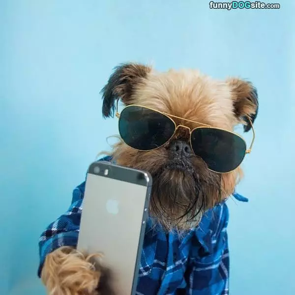 Little Hipster Dog