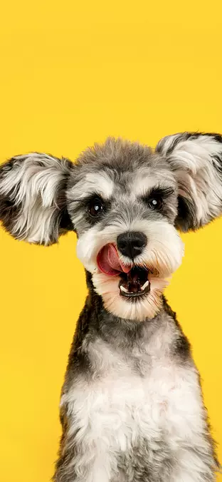 Miniature Schnauzer
