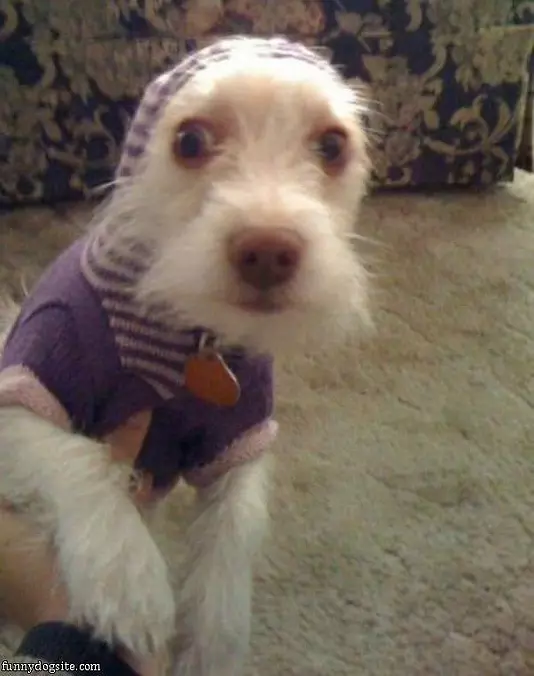 Hippie Dog
