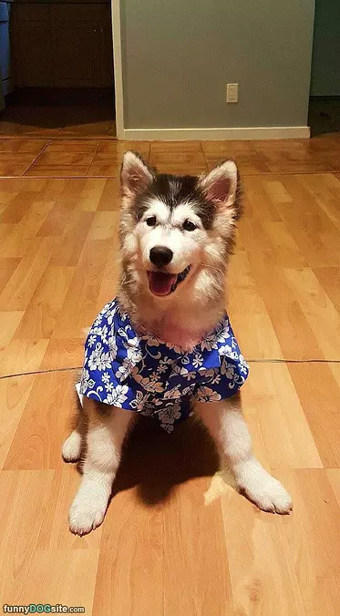 One Happy Dog