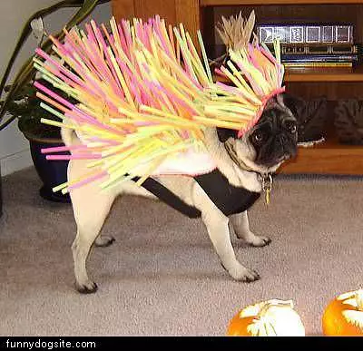 Spikey Fur
