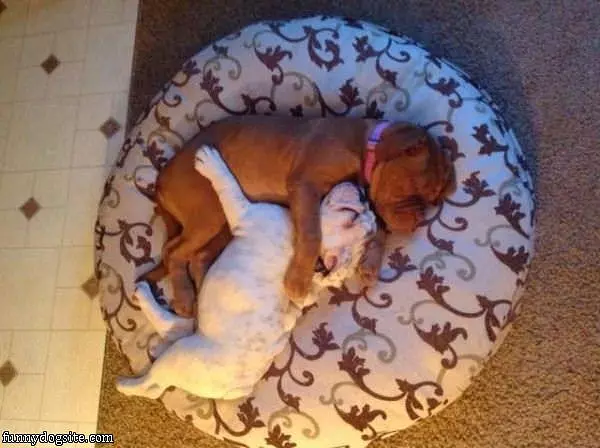 Just Napping Together