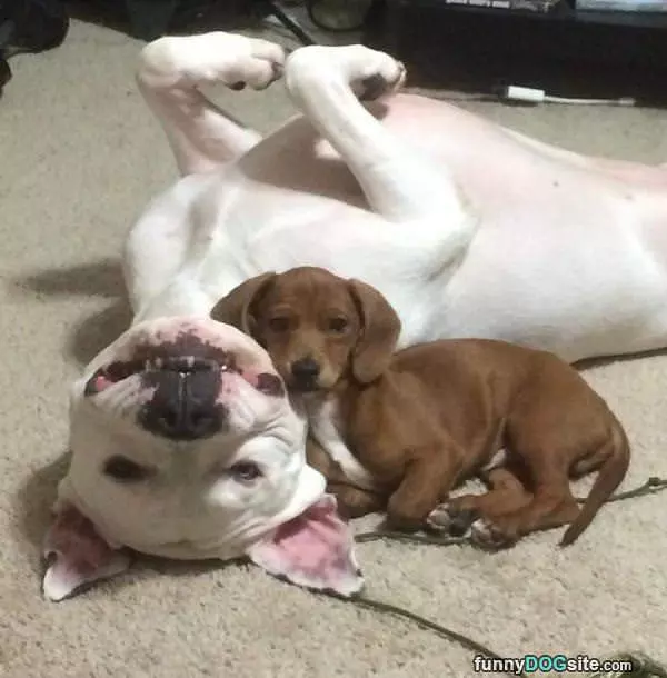 Chillin Together All Cute
