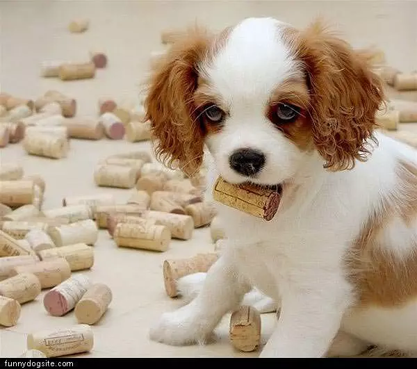 Corks