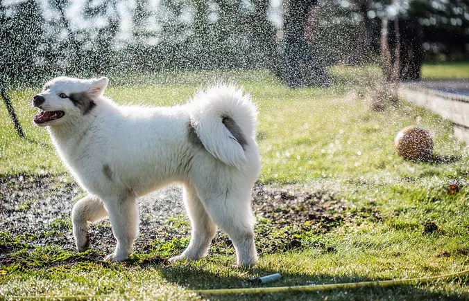 Yakutian Laika playing