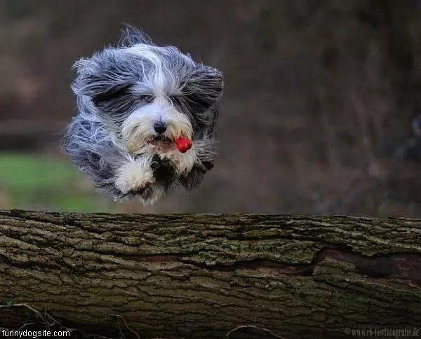Fast Runner