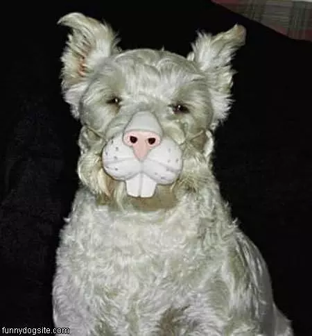 Bunny Dog