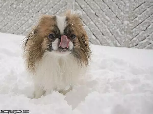 Nose Licker