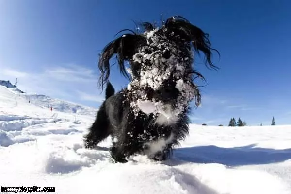 Snowy Face