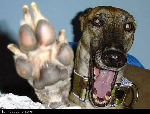 Hig H5 Dog