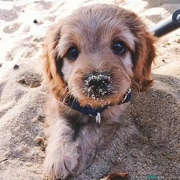 Sandy Nose