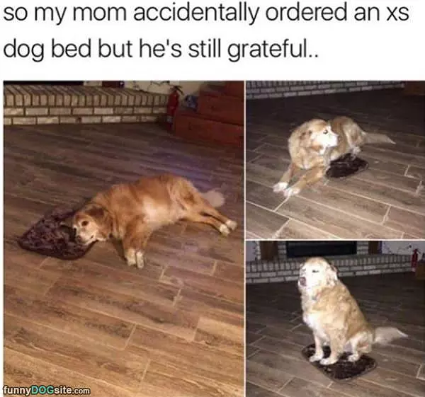An Xs Dog Bed