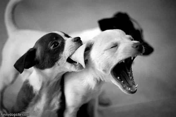 Puppy Bite
