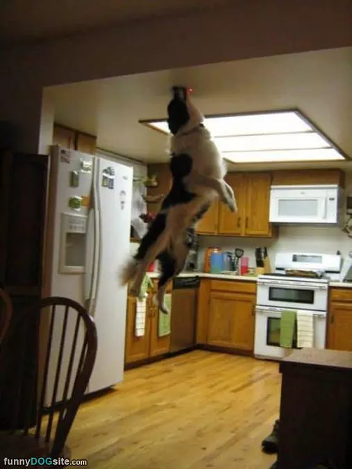 Jump For The Dot