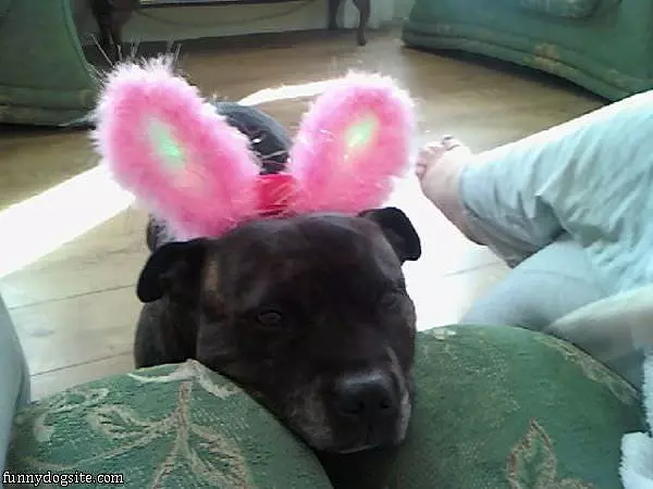 Libaty Ears