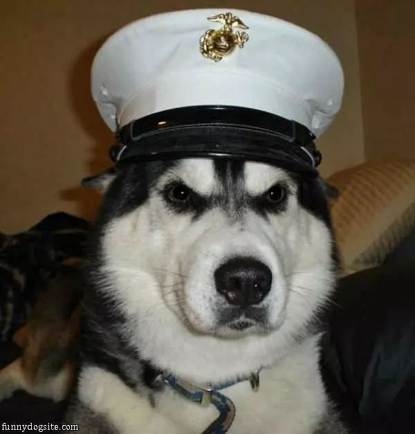 Im Ready Sir
