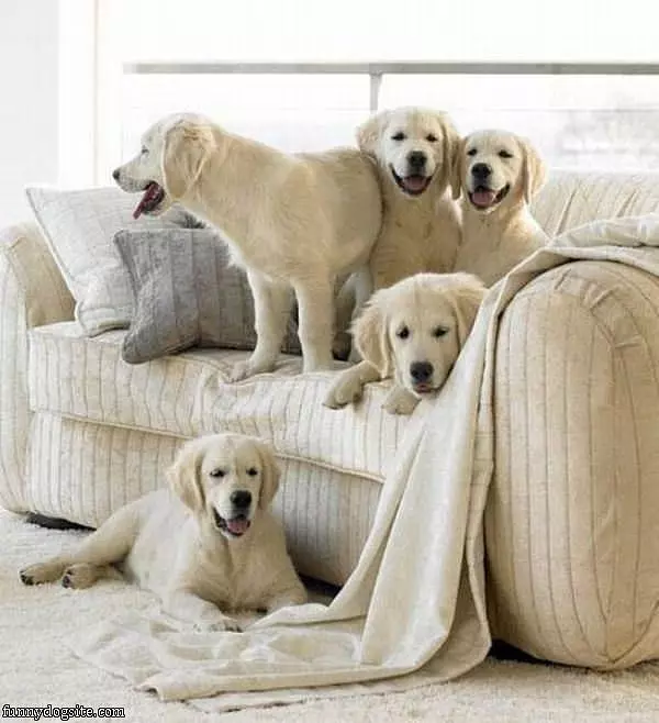 We Match The Couch