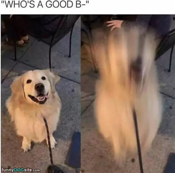 A Good Boy