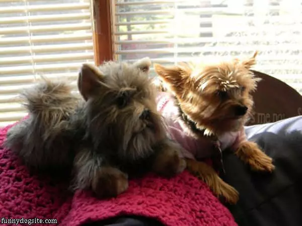 Similar Stuffed Animal