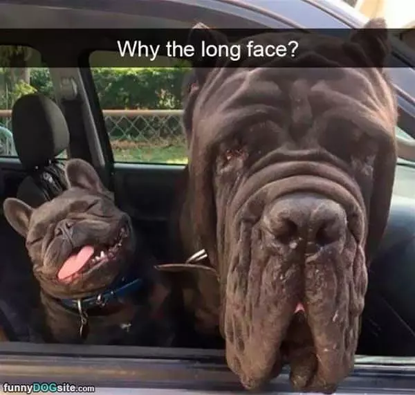 Why The Long Face