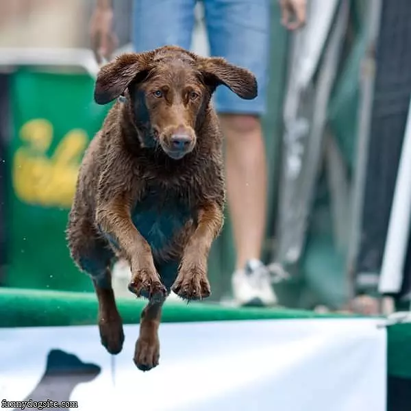 The Flying Dog