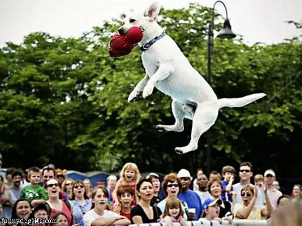 Super Fetch