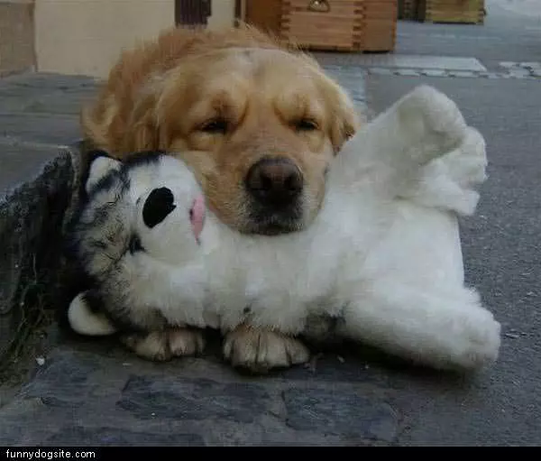 Has His Teddy